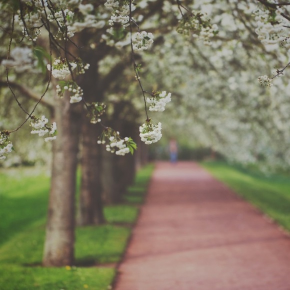 🌸 - Picture 1 of 1